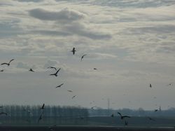 gal/Hersin Coupigny 6.4/_thb_Hersin_Coupigny_2_20.JPG